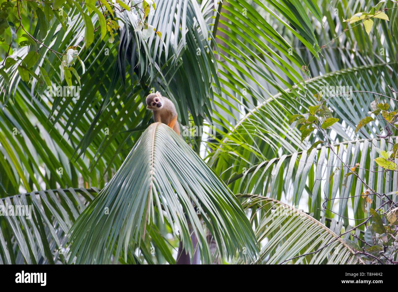 France, French Guiana, Cayenne, The Kaw Marsh Nature Reserve, Squirrel Monkey (Saimiri sciureus) Stock Photo