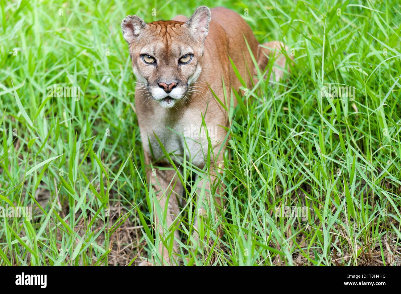 France, French Guiana, Macouria, Guyane Zoo, South American cougar (Puma concolor concolor) Stock Photo