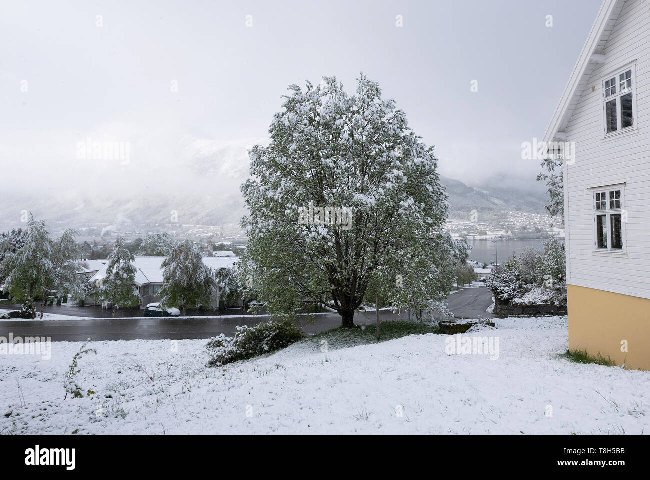 Snowy willow. Return of winter May 3rd 2019, Ørsta,Sunnmøre,Norway Stock Photo