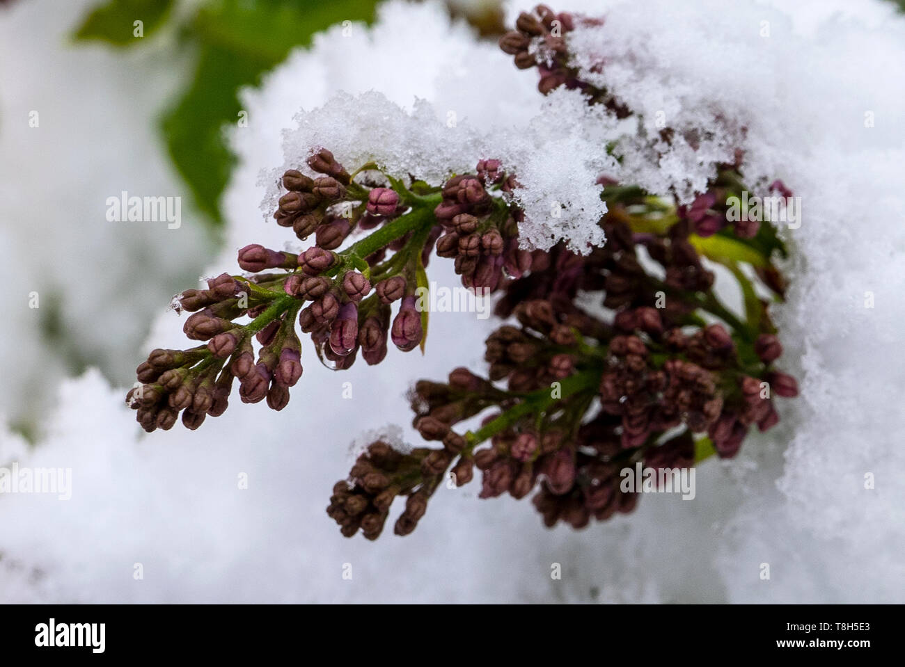 Snowy lilacs. Return of winter May 3rd 2019, Ørsta,Sunnmøre,Norway Stock Photo