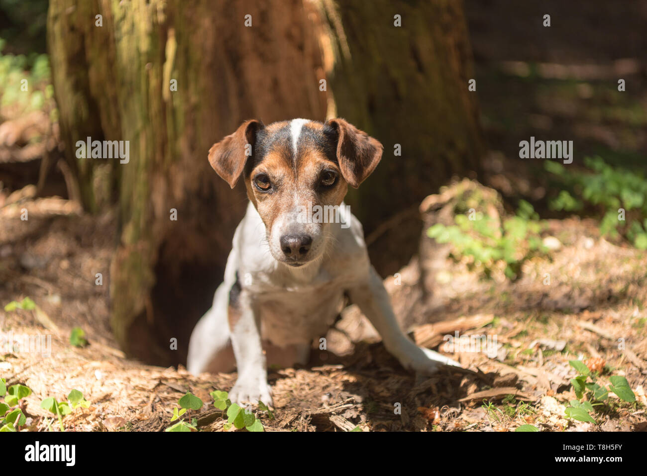 Jack Russell Terrier hound in the forrest. Hunting dog is looking out