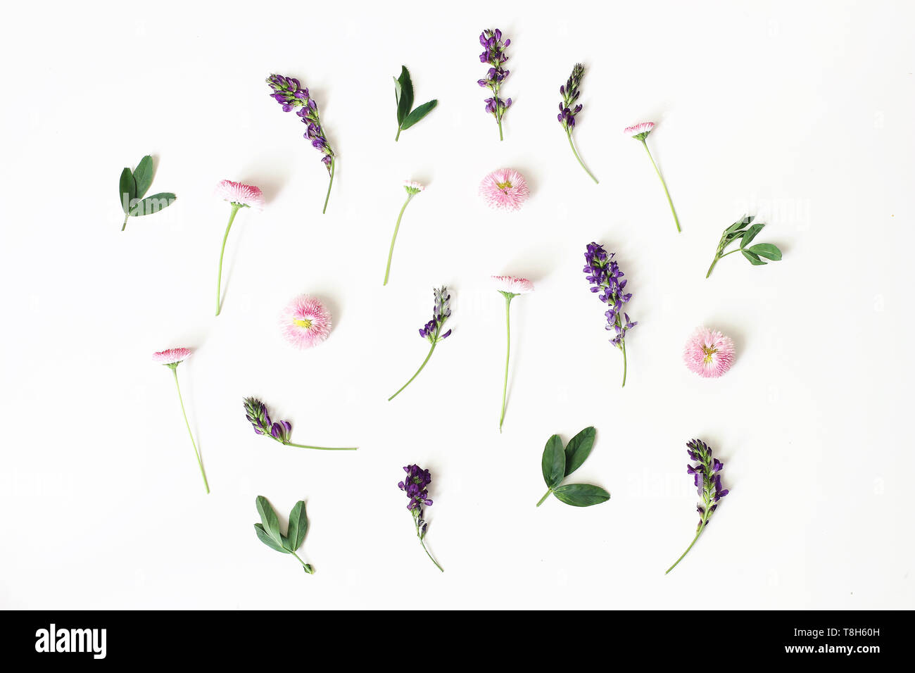 Floral, pattern, botanical composition. Pink daisy and purple alfalfa flowers isolated on white table background. Styled stock photo. Flat lay, top Stock Photo