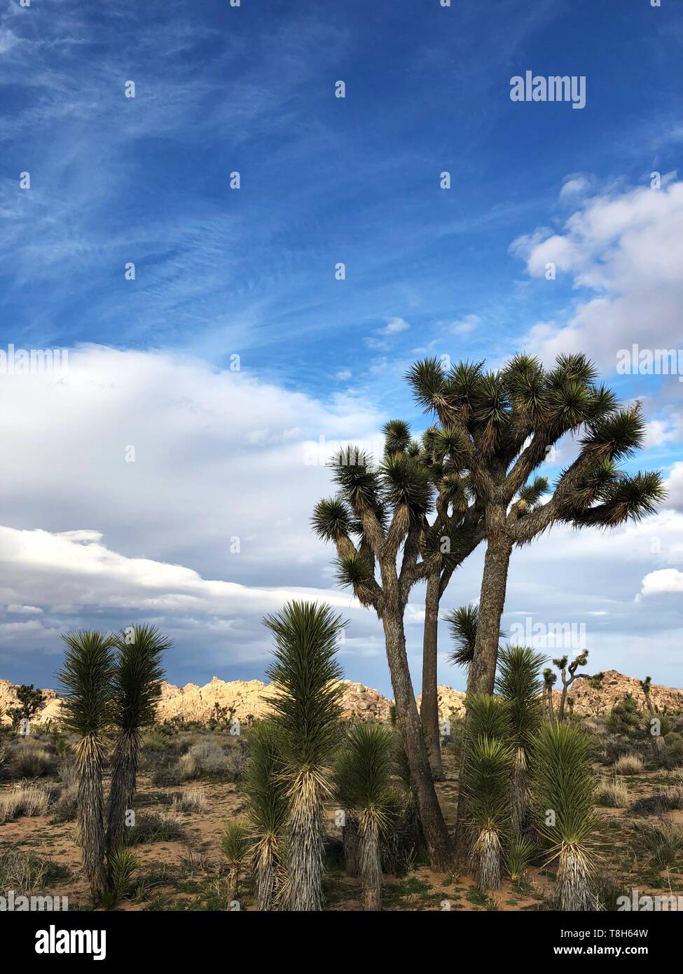Joshua trees, Joshua Tree National Park, California, United States Stock Photo