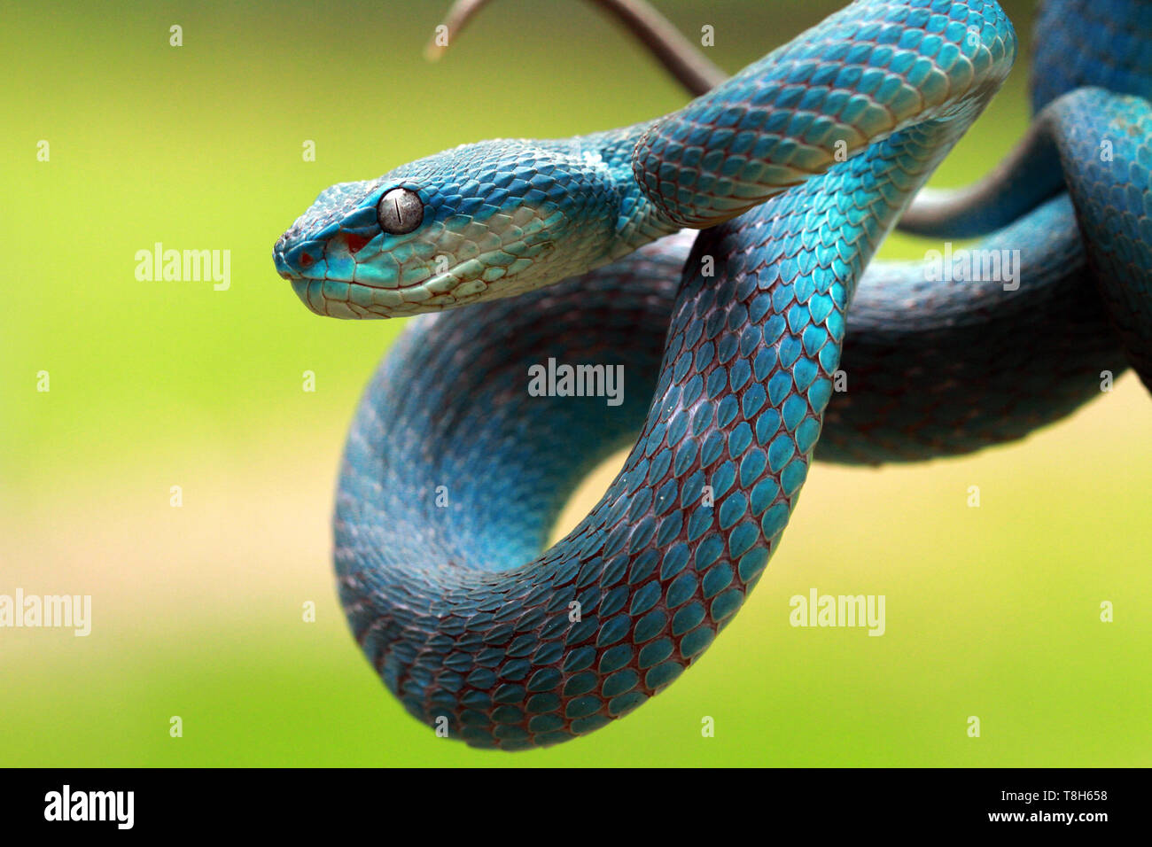 Blue viper snake (Trimeresurus Insularis) ready to strike, Indonesia Stock Photo