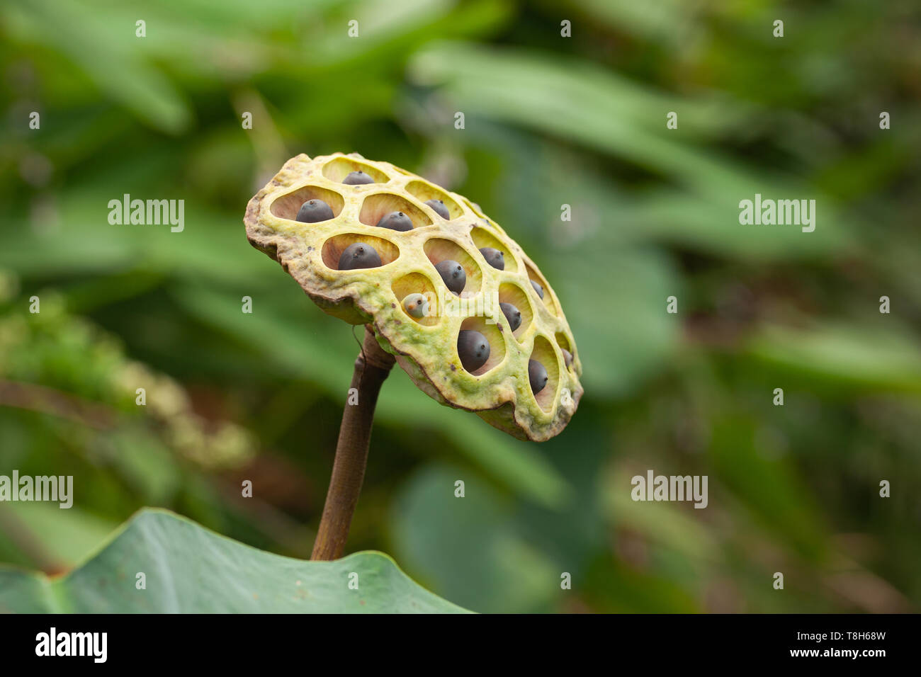 Waterlily or lotus seeds, close-up photo with selective focus Stock Photo