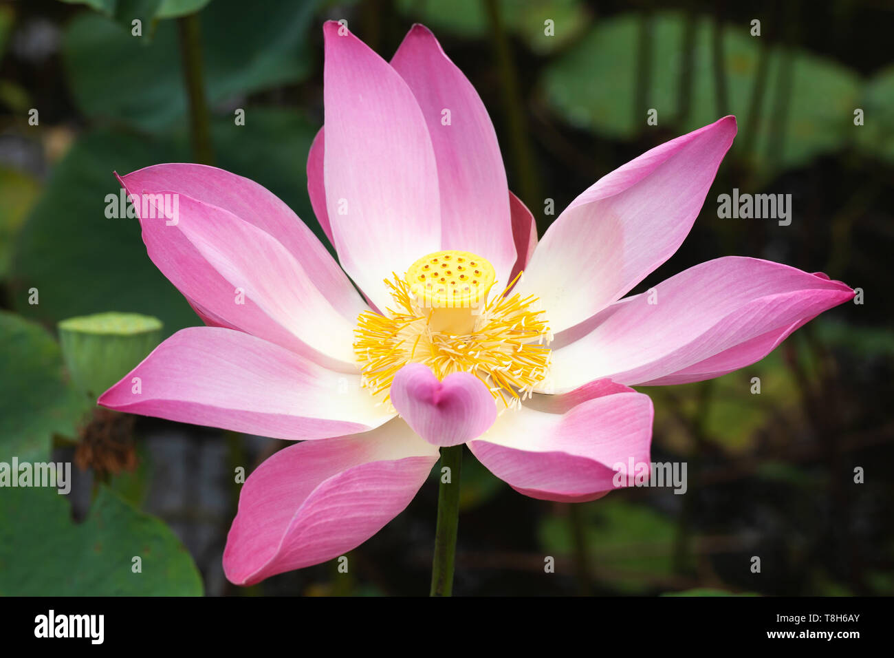 Open pink waterlily flower. Lotus flower. closeup photo with selective