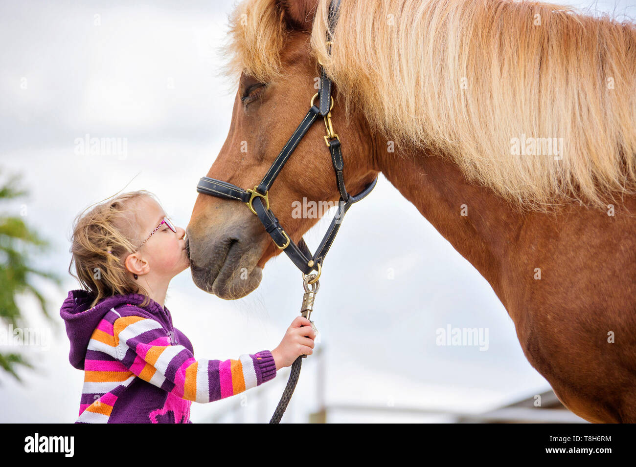 Icelandic Horse. Girl kissing chestnut mare in a yard. Austria Stock Photo