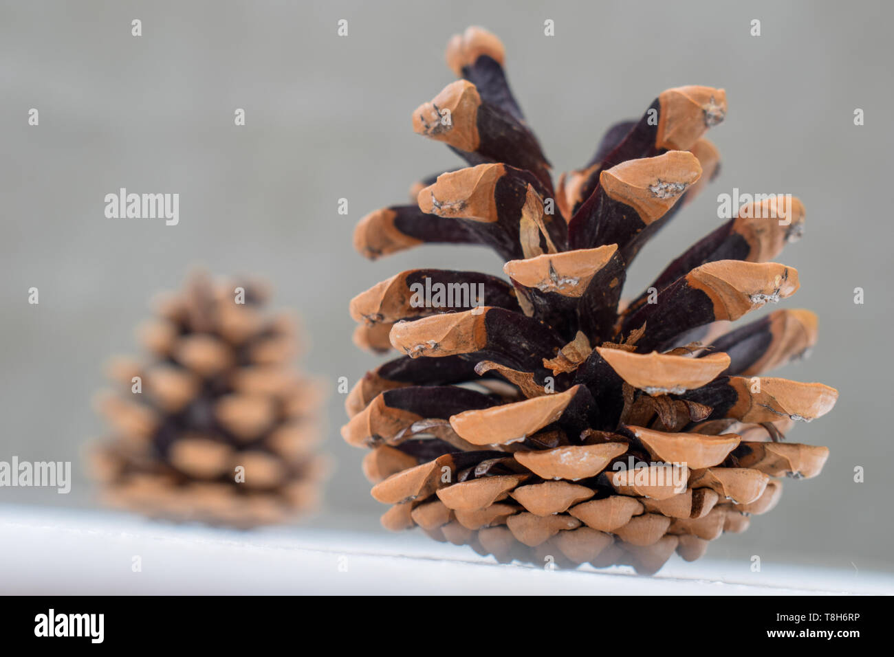 Pine cones on a light background. Open pine cones Stock Photo