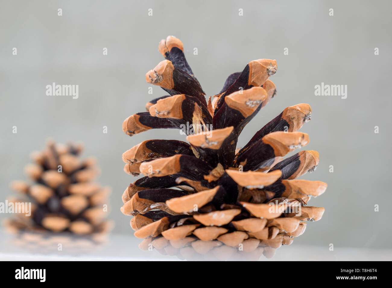 Pine cones on a light background. Open pine cones Stock Photo