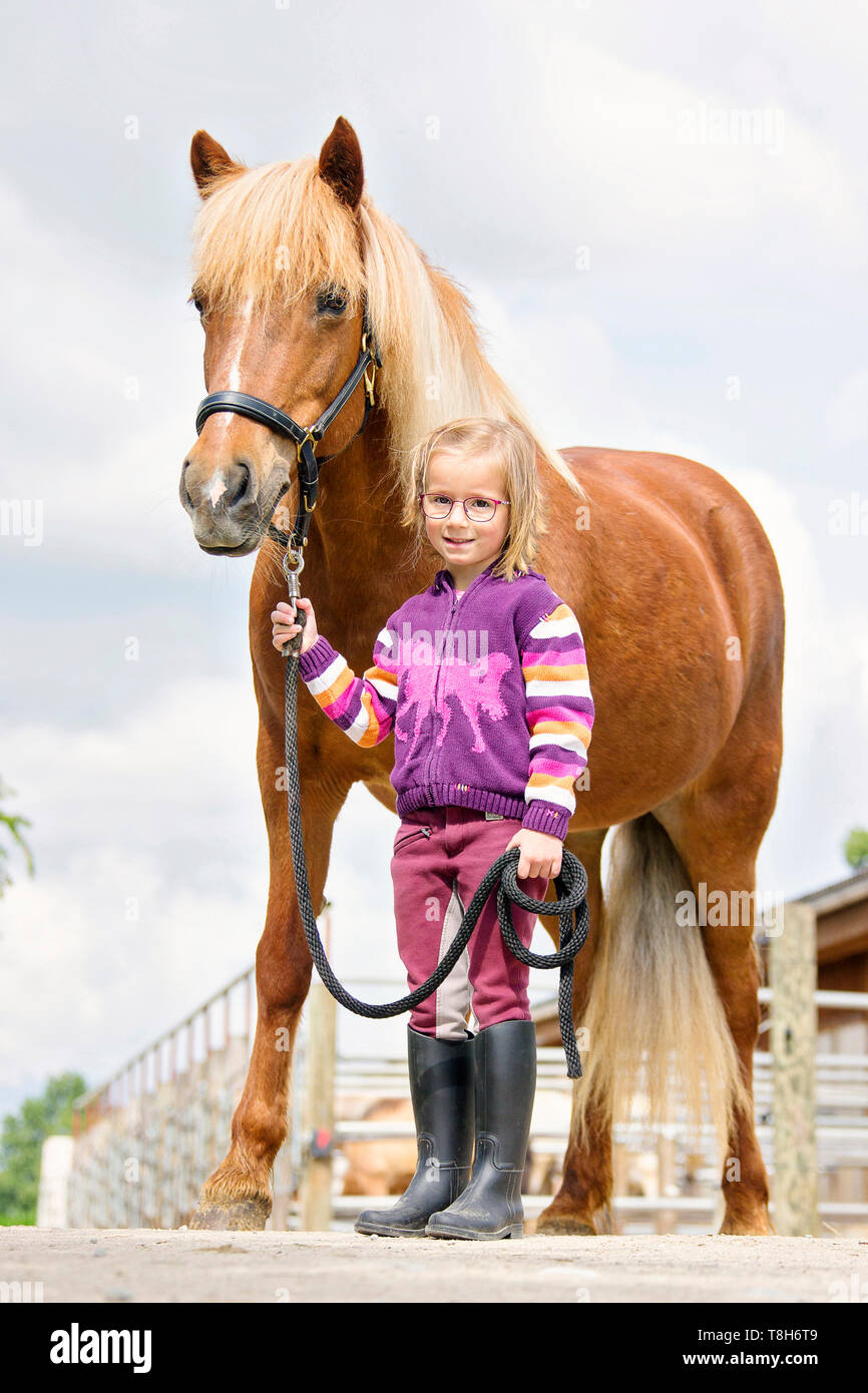 Icelandic Horse. Girl leading chestnut mare in a yard. Austria Stock Photo