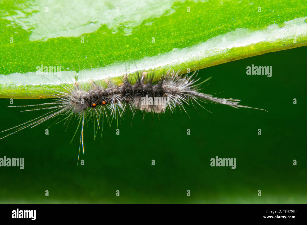 Background Macro caterpillar on a leaf Stock Photo - Alamy