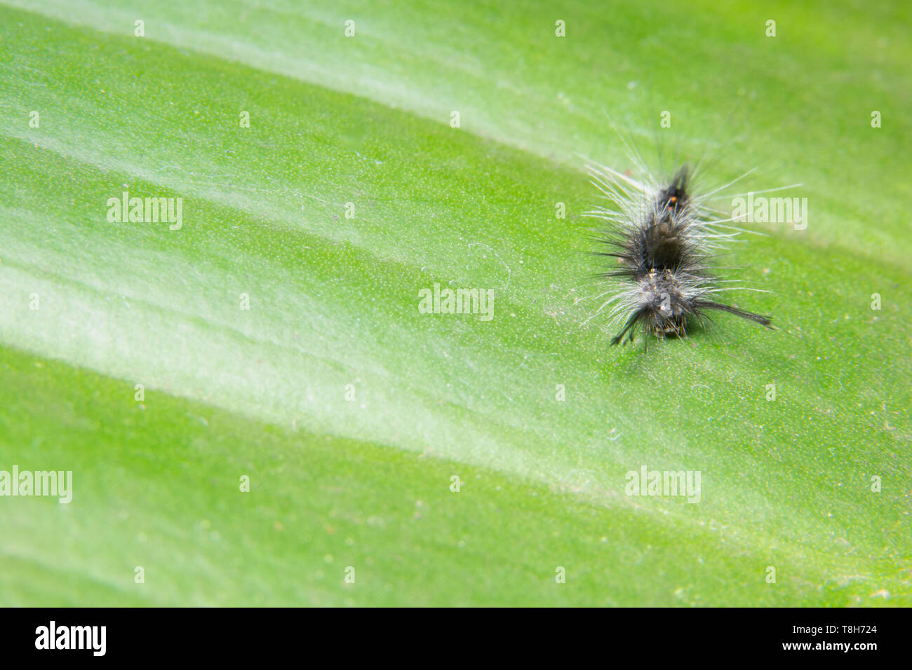 Background Macro caterpillar on a leaf Stock Photo - Alamy