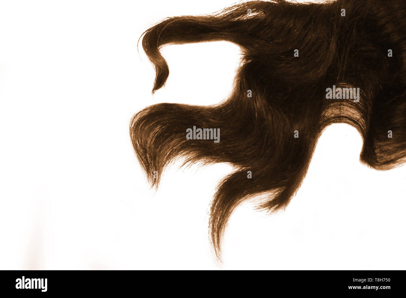 Curly Dyed Hair Strand Isolated On White Background Stock Photo