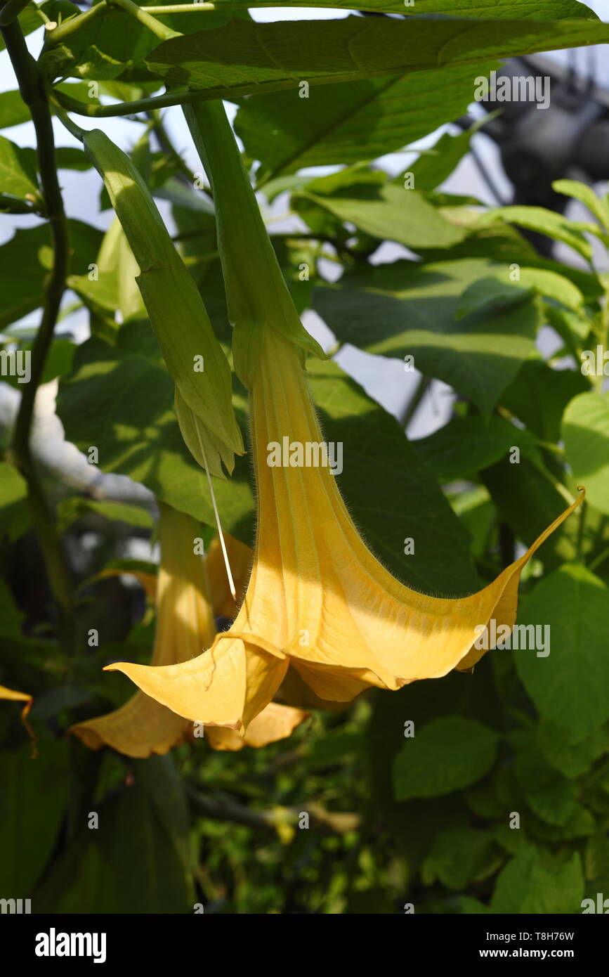 Brugmansia is a genus of seven species of flowering plants in the family Solanaceae. They are woody trees or shrubs, with pendulous flowers, and have  Stock Photo