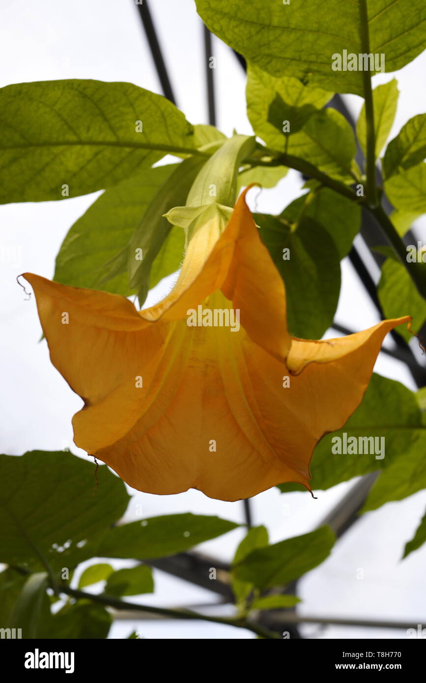 Brugmansia is a genus of seven species of flowering plants in the family Solanaceae. They are woody trees or shrubs, with pendulous flowers, and have  Stock Photo