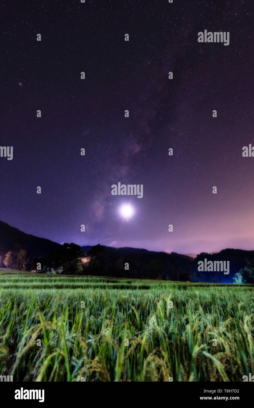 milky way and Moon over Field Rice Stock Photo