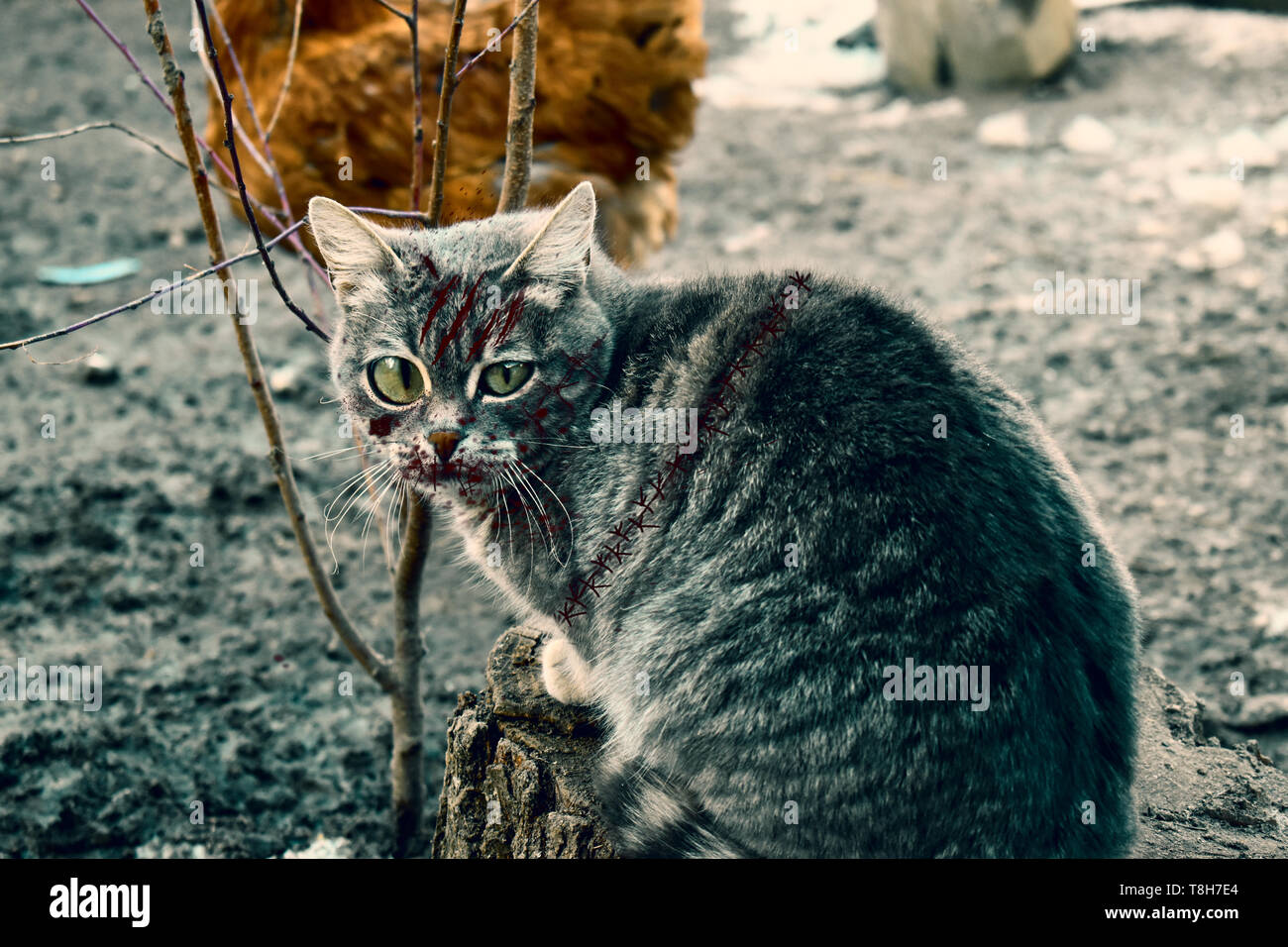 Creepy zombie gray cat with bloody mouth and scars Stock Photo Alamy