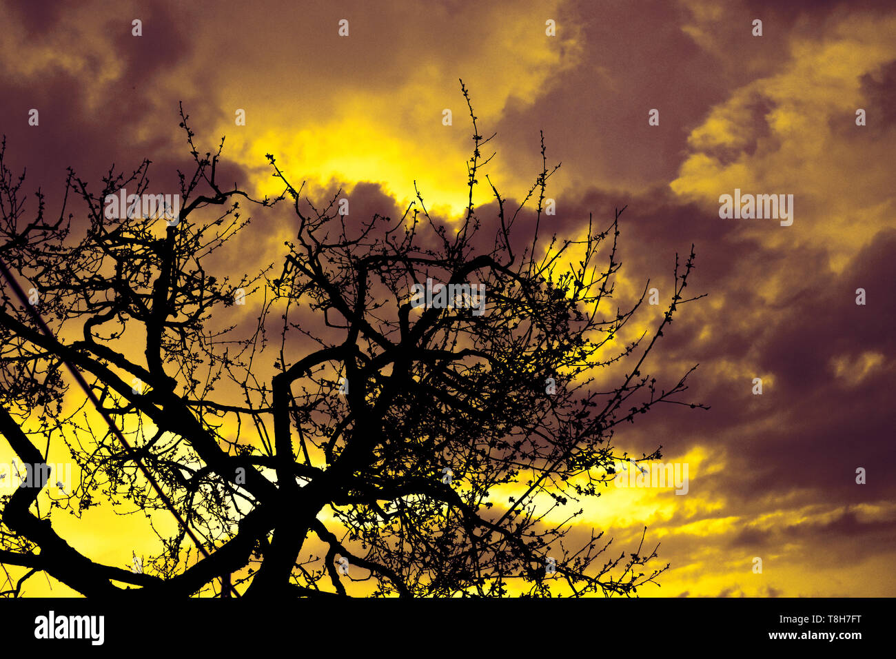 Multi colored sunset with a silhouette tree line and fire clouds Stock ...