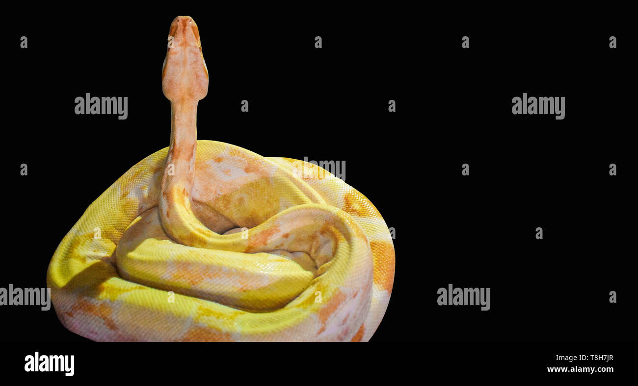 Yellow big snake isolated on white background. The ball python (Python regius), also known as the royal python, is a python species found in sub-Sahar Stock Photo