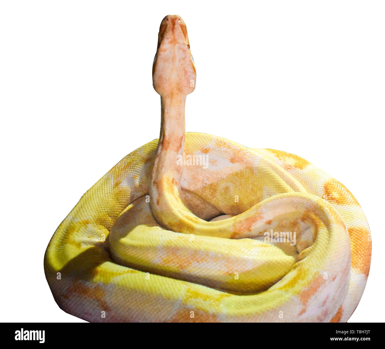 Yellow big snake isolated on white background. The ball python (Python regius), also known as the royal python, is a python species found in sub-Sahar Stock Photo