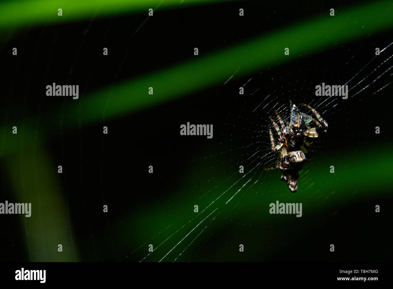 Macro spider on top of the spider web Stock Photo - Alamy