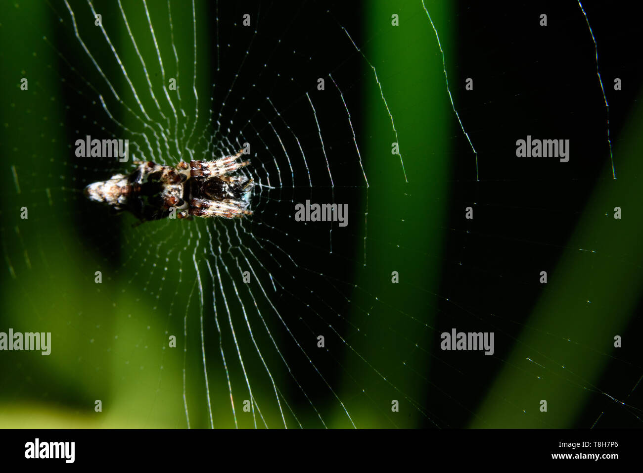 Macro spider on top of the spider web Stock Photo - Alamy