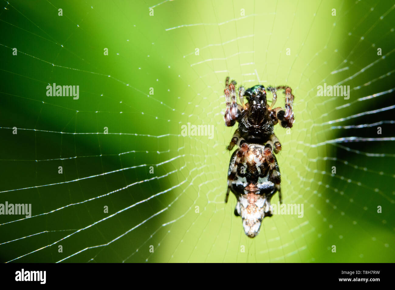 Macro spider on top of the spider web Stock Photo - Alamy