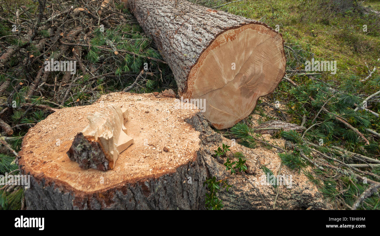 Pine tree resin collection hi-res stock photography and images - Alamy