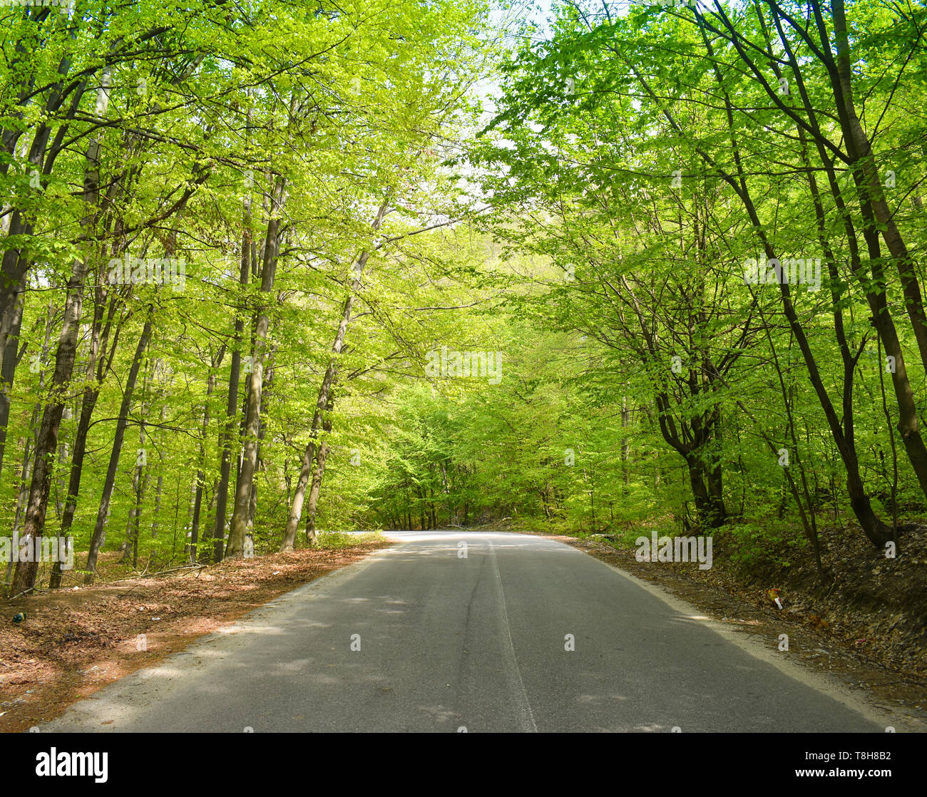 Asphalt road through the green forest in a sunny spring day Stock Photo ...