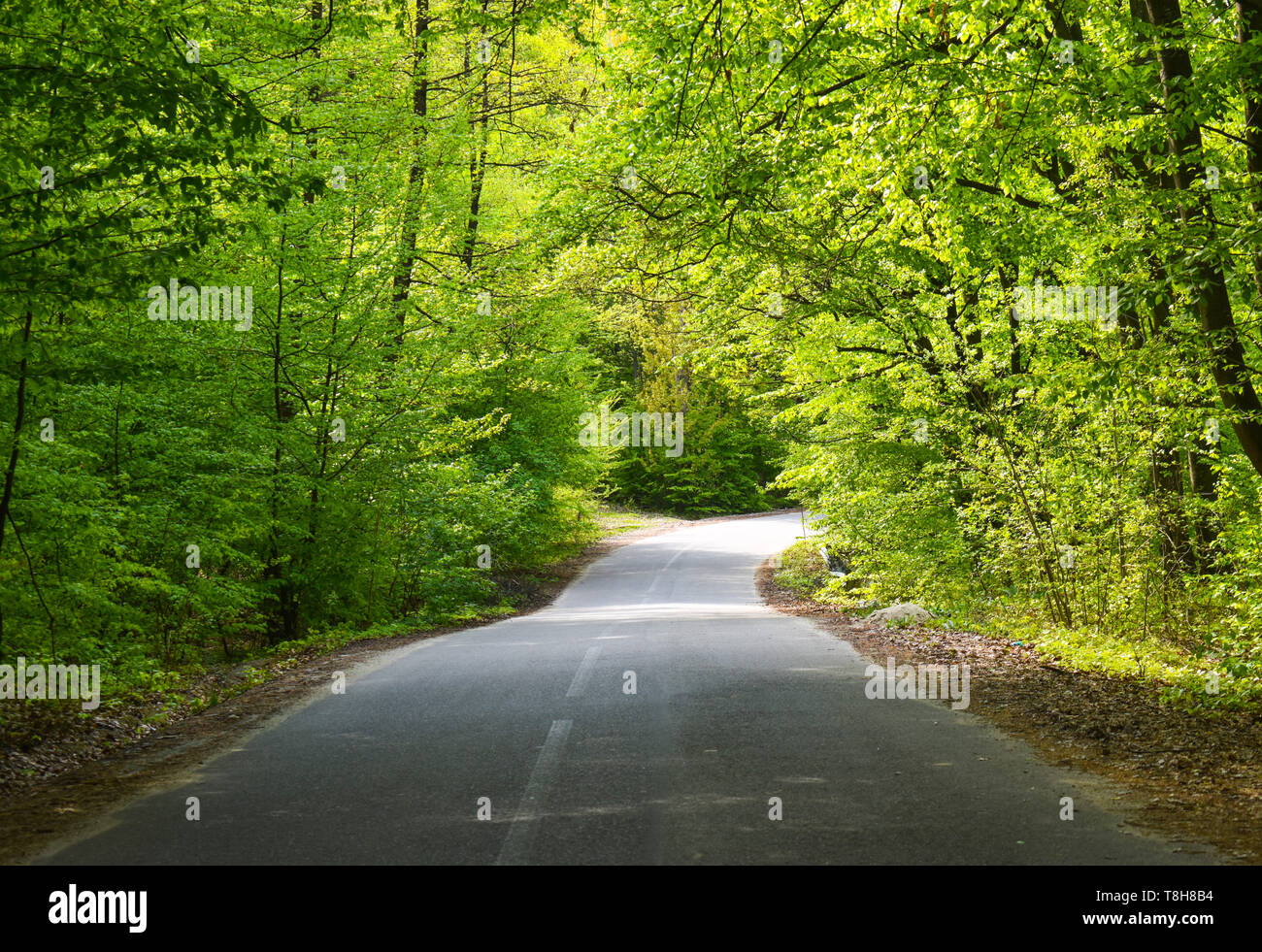 Asphalt road through the green forest in a sunny spring day Stock Photo ...
