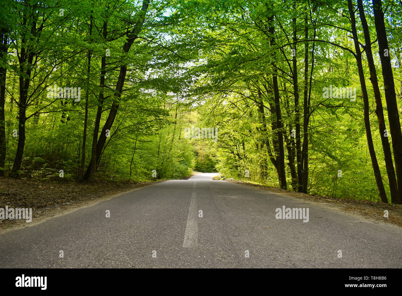 Asphalt road through the green forest in a sunny spring day Stock Photo ...