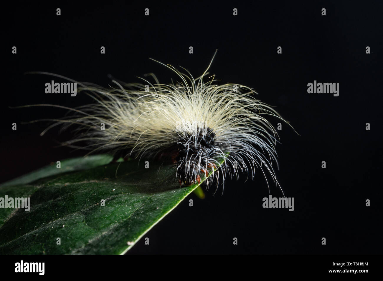 Background Macro caterpillar on a leaf Stock Photo - Alamy