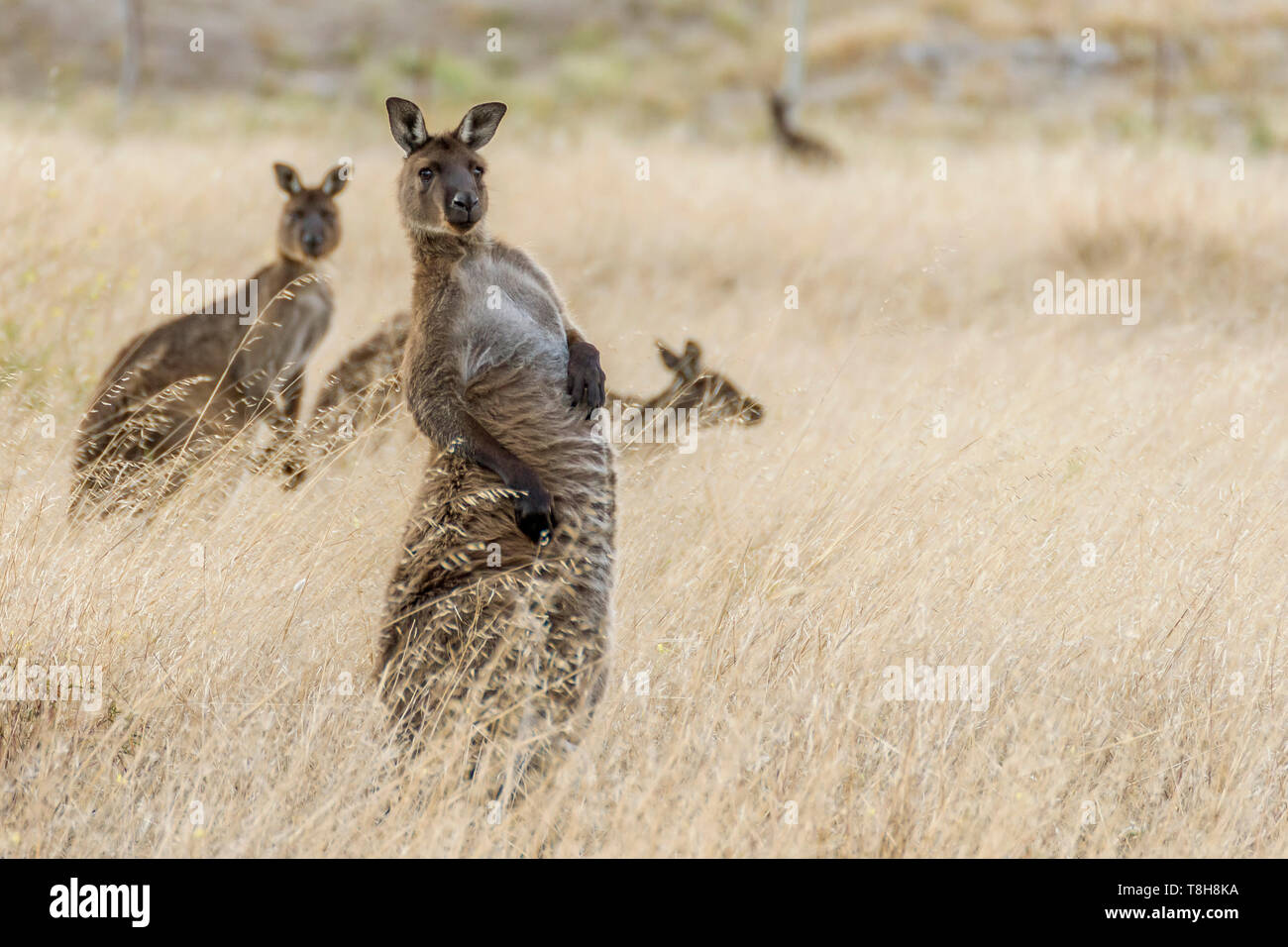 Beautiful kangaroo takes on a strange position and a funny expression, Kangaroo Island, Southern Australia Stock Photo