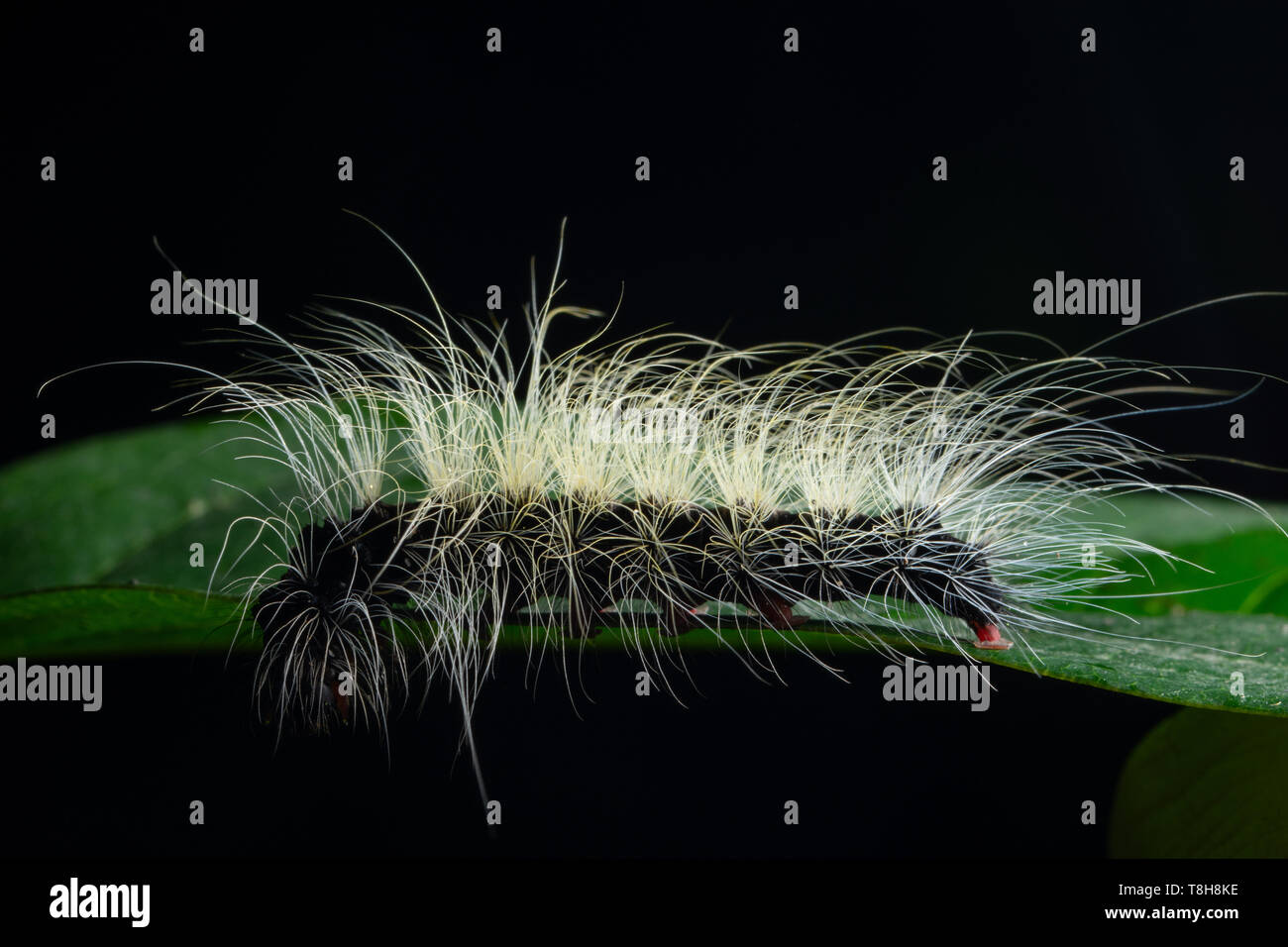 Background Macro caterpillar on a leaf Stock Photo - Alamy