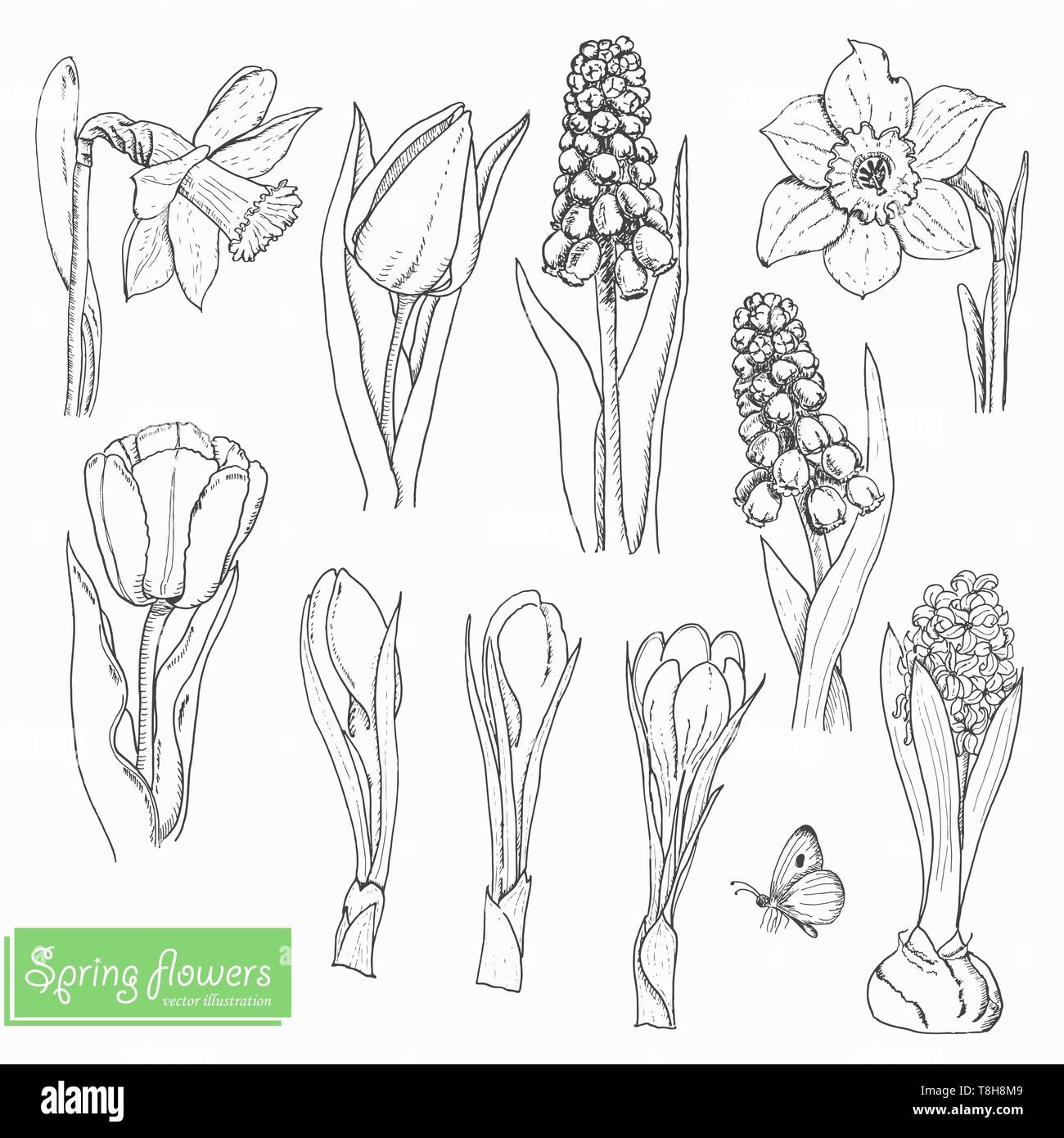 Set of isolated spring flowers on a white background. Vector ...