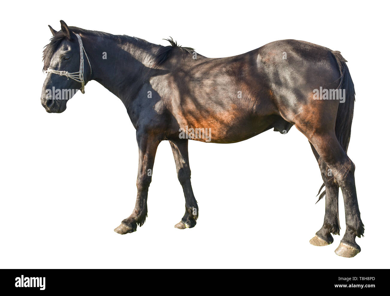 Brown horse in resting position isolated on white background Stock Photo