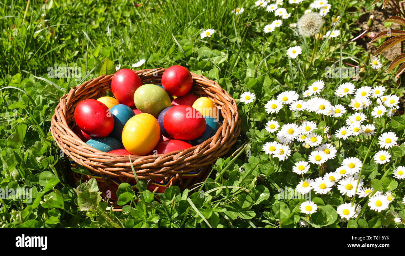 Colorful Easter eggs in the green grass with white spring flowers Stock ...