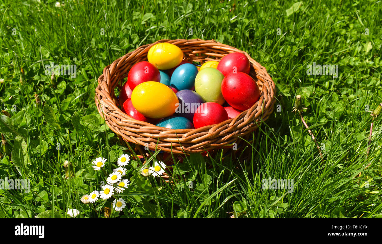 Colorful Easter eggs in the green grass with white spring flowers Stock ...