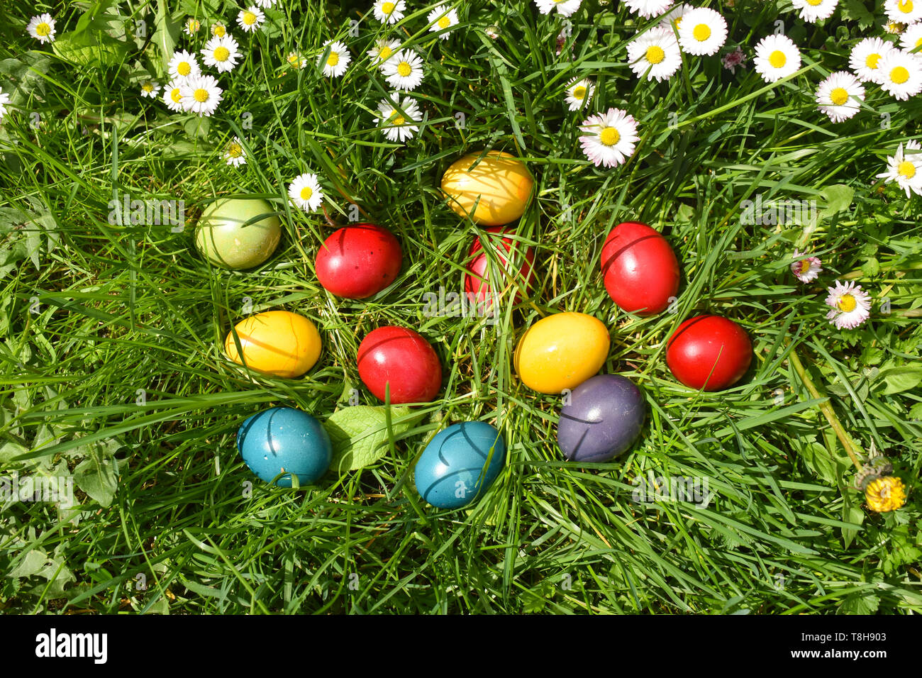 Colorful Easter eggs in the green grass with white spring flowers Stock ...