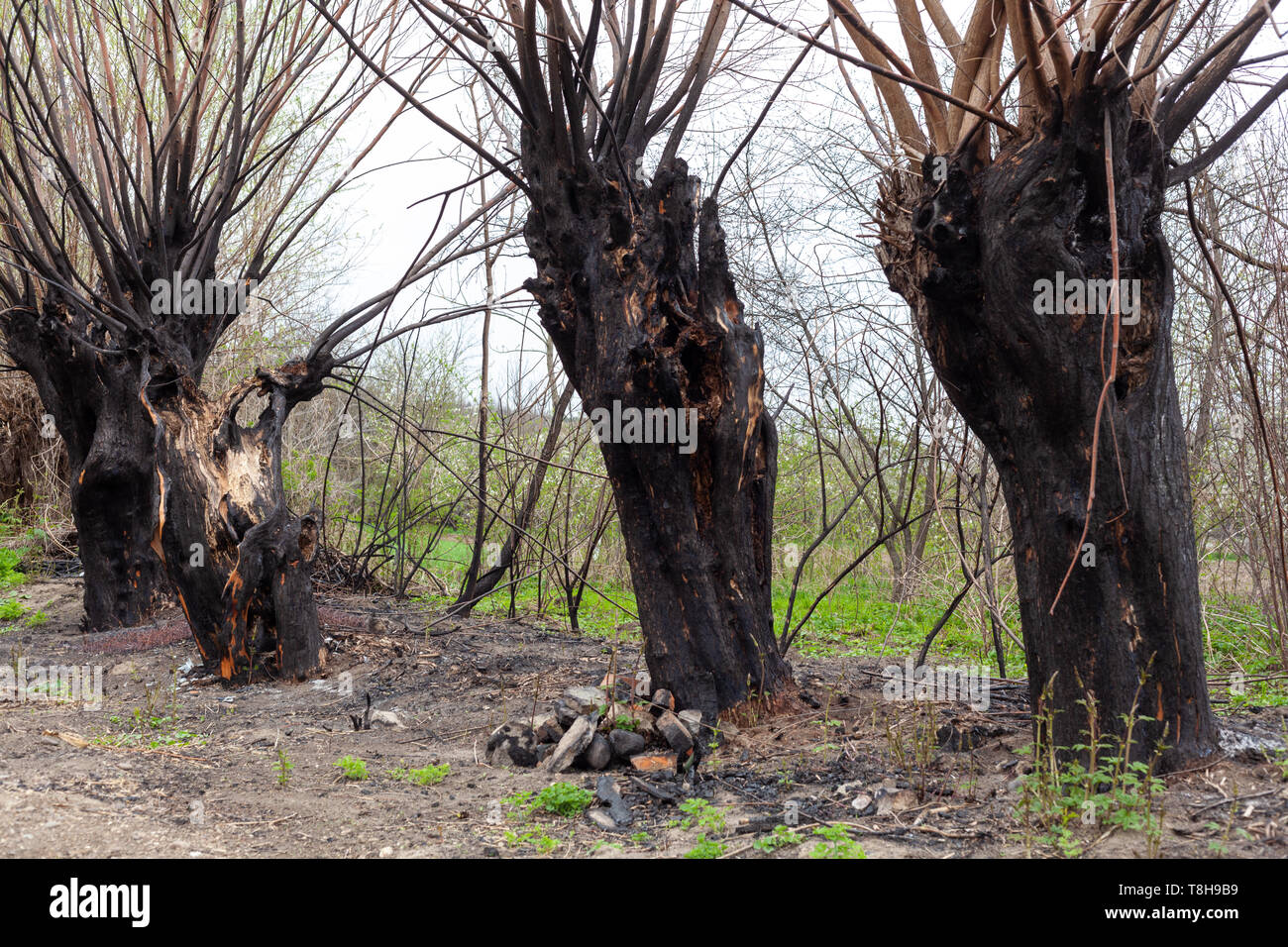 Black burned trees after forest fire. Charred bark after catastrophy