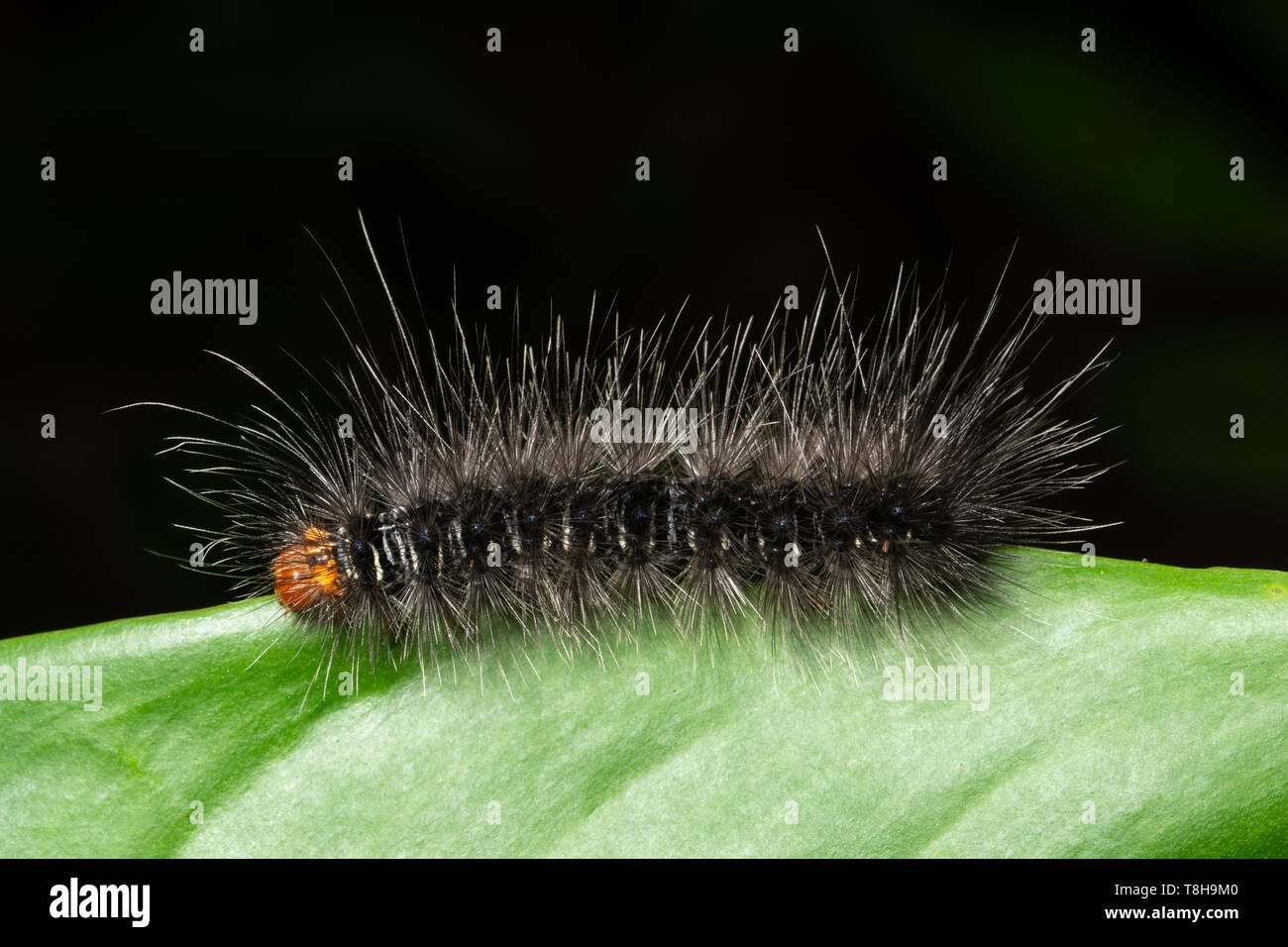 Background Macro caterpillar on a leaf Stock Photo - Alamy
