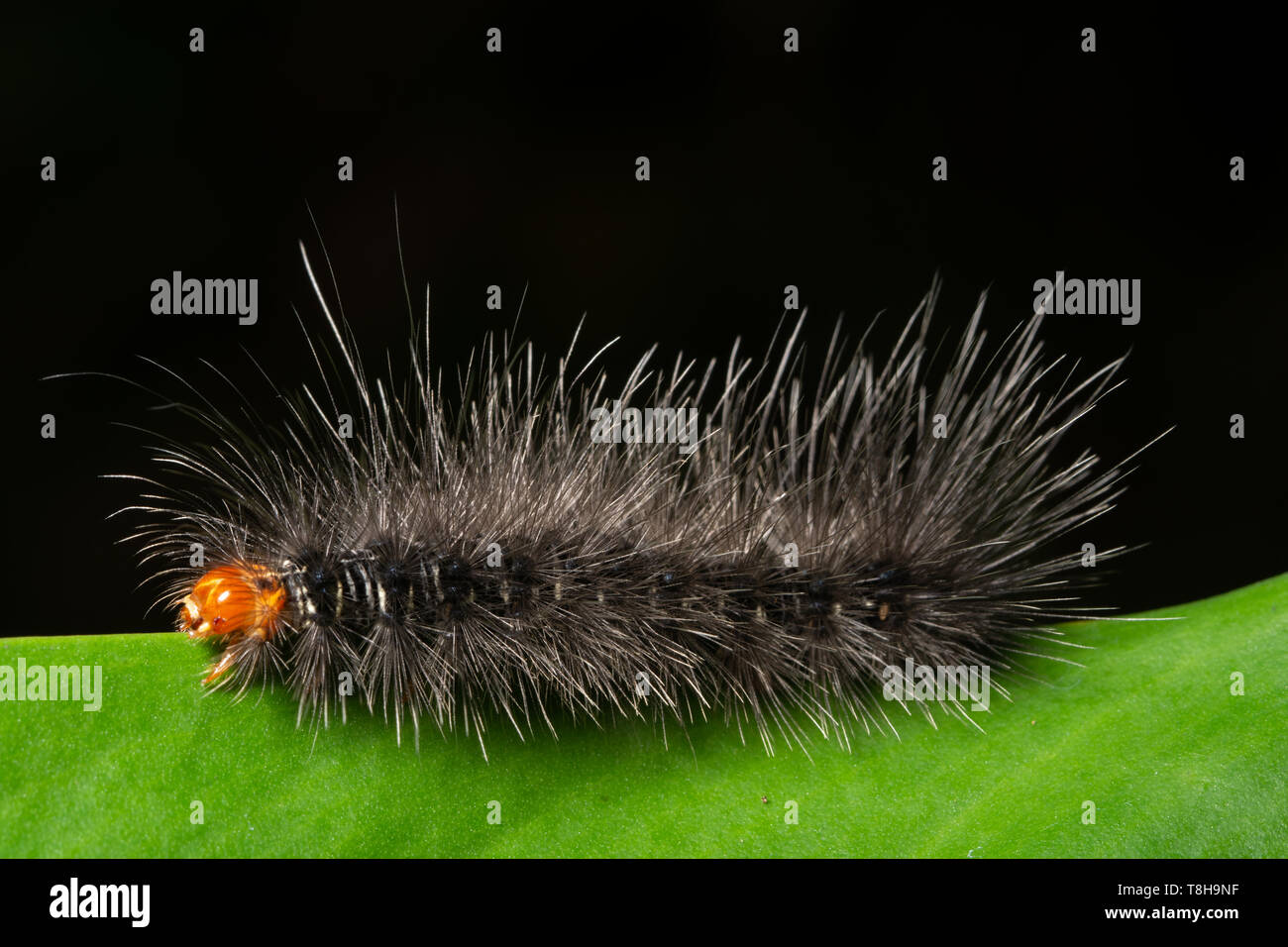 Background Macro caterpillar on a leaf Stock Photo - Alamy