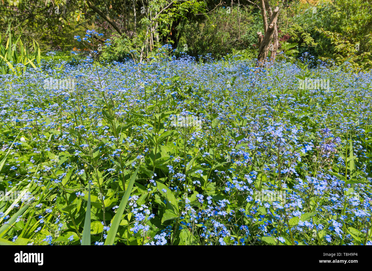 Forget-Me-Nots, AKA Scorpion Grasses, small blue flowers from the genus Myosotis, flowering in Spring (May) in the UK. Blue Forget-Me-Not. Stock Photo