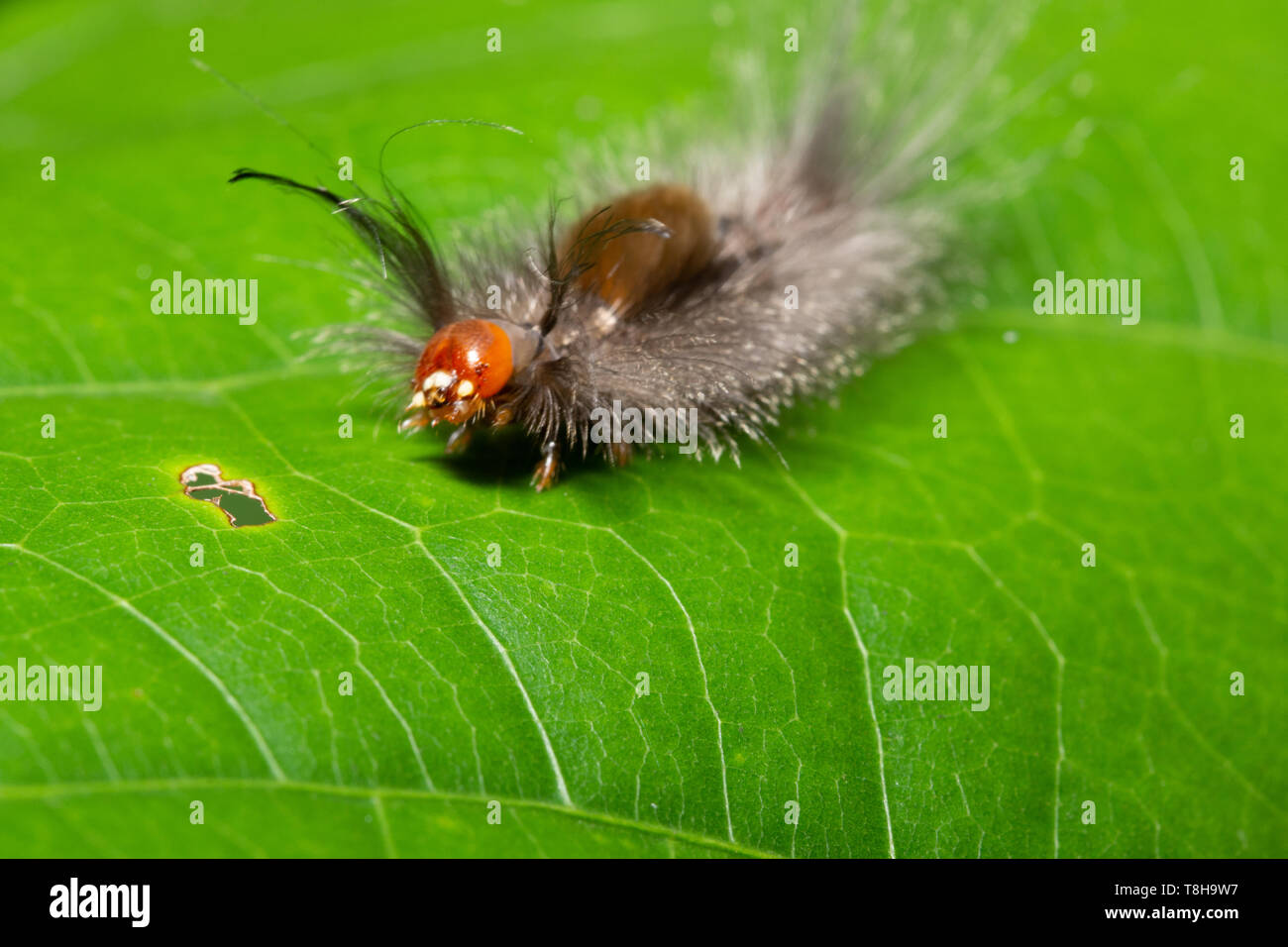Background Macro caterpillar on a leaf Stock Photo - Alamy