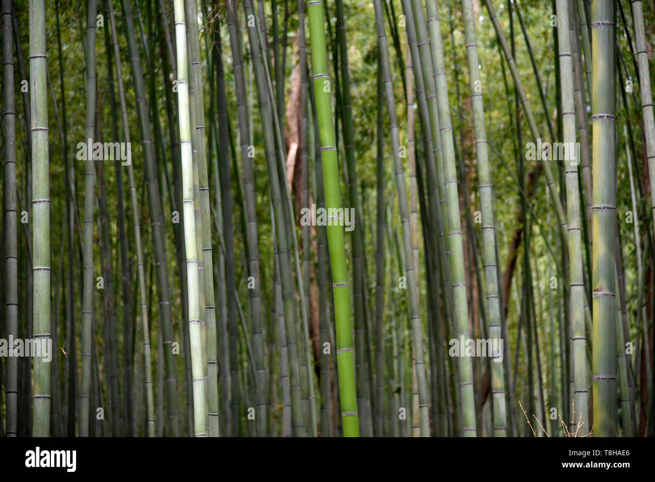 Bamboo Forest Arashiyama Japan Stock Photo Alamy