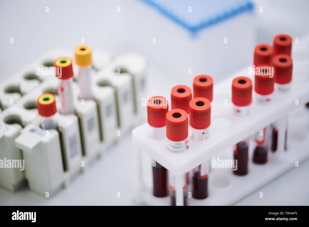 Blood test tube rack Stock Photo