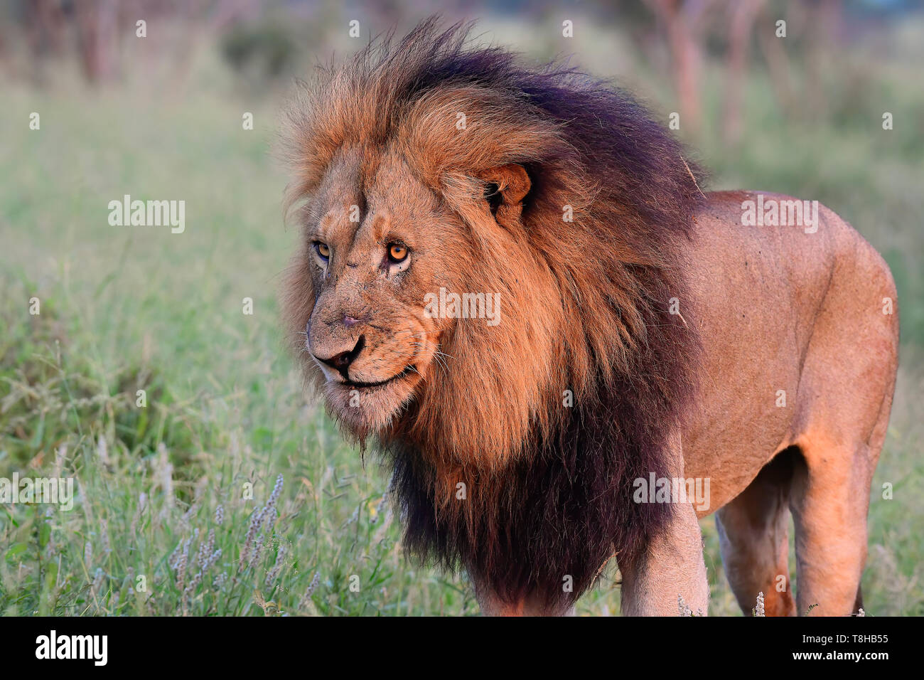 Mature Dark Maned Dominant Male Lion Panthera Leo Patrolling his territory Kruger National Park South Africa Stock Photo
