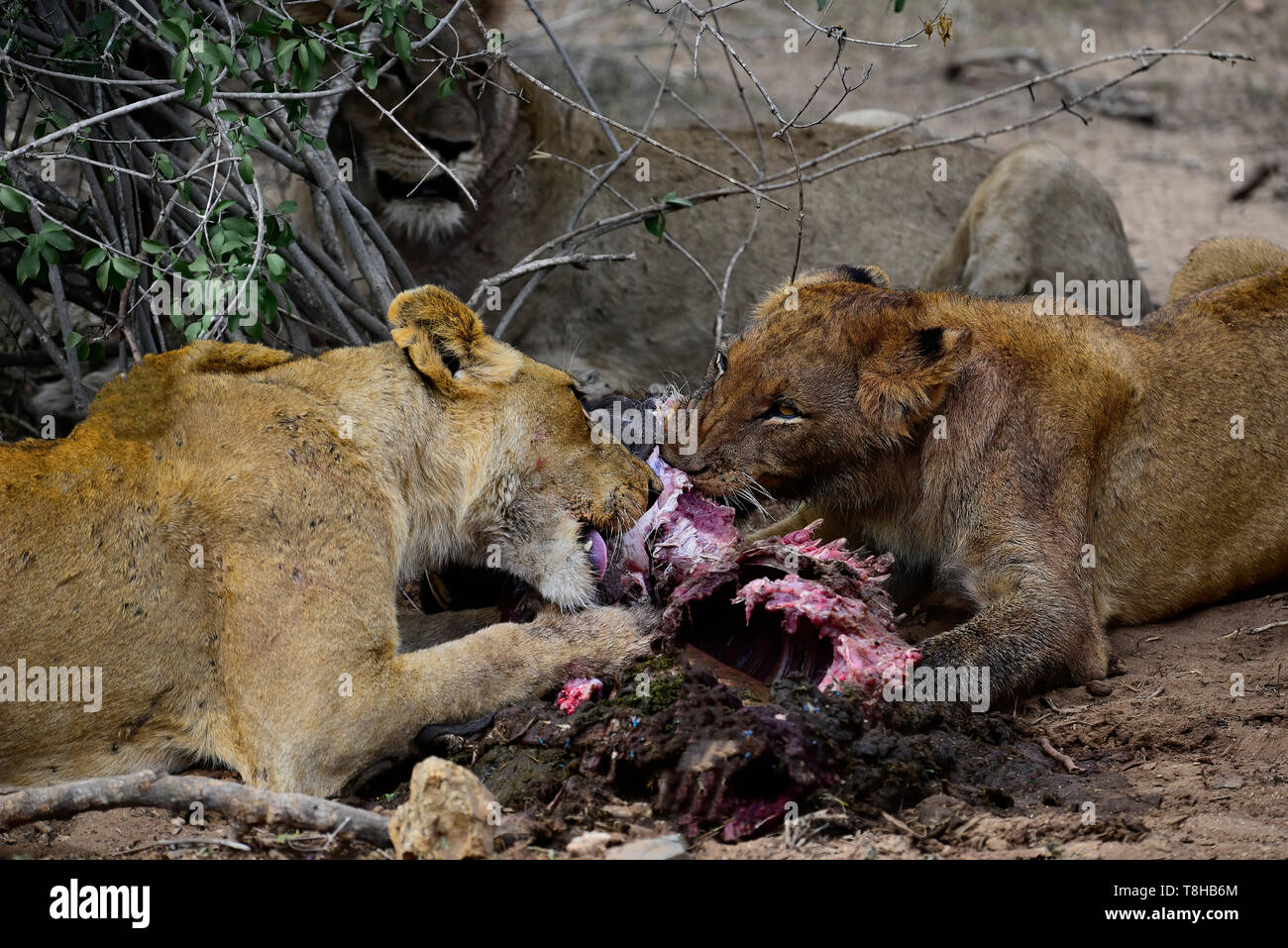 Pride of Lions Panthera Leo devouring a Warthog Phacohoerus Aethiopicus Kruger National Park South Africa Stock Photo