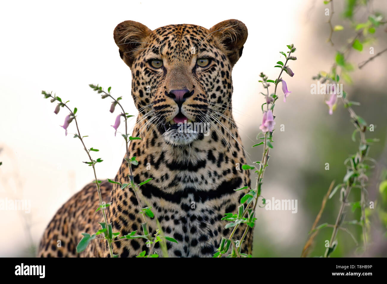 Leopard Panthera Pardus hunting in veld Kruger National Park, South Africa Stock Photo