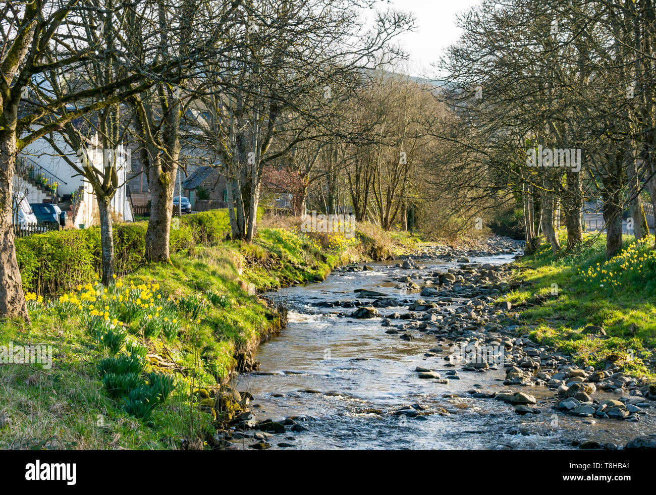 River Tay with sunshine and daffodils on Spring day, Aberfeldy, Perthshire, Scotland, UK Stock Photo